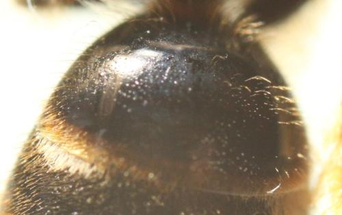Lasioglossum sp.